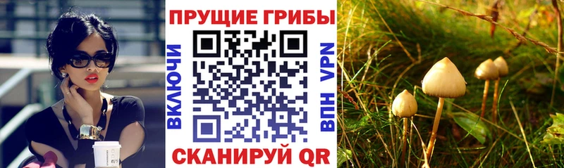 Псилоцибиновые грибы прущие грибы  цены   Мензелинск 